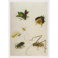 "Insectes" de Maria Sibylla Merian, reproduction sur carte postale.