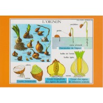 L'oignon, carte postale naturaliste