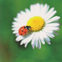 Coccinelle sur marguerite, carte photo