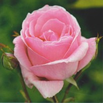 Rose Queen Elizabeth : carte photo