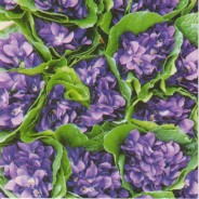 Carte Bouquet Violettes de Toulouse