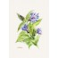 Cartes Aquarelles Fleurs : le Bleuet
