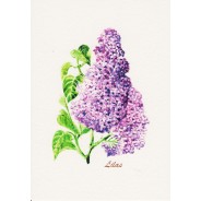 Cartes Aquarelles Fleurs : Lilas mauve