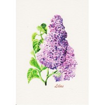 Fleurs de Lilas mauve : carte postale aquarelle 