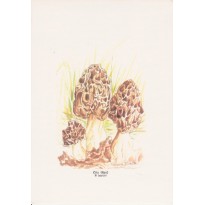 Morilles, carte postale aquarelle