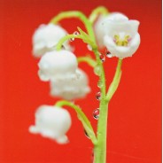 Carte photo gros plan de brin de muguet