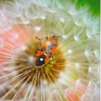  "Gendarme" sur Fleur de Pissenlit