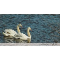 Couple de cygnes, carte postale photo