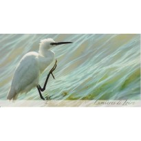 Aigrette garzette, cate postale photo