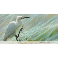 Aigrette garzette, cate postale photo