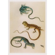 Iguane, Gekko du Surinam par Maria Sibylla Merian