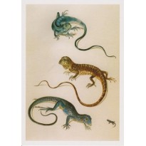 "Iguane, Gekko du Surinam" par Maria Sibylla Merian