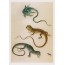 Iguane, Gekko du Surinam par Maria Sibylla Merian