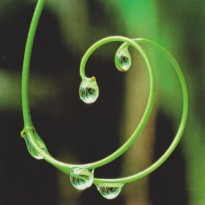 Carte photo "Perles de rosée"