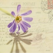 Carte postale "Fleur bleue"