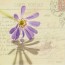 Carte postale "Fleur bleue"