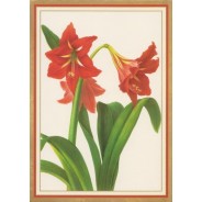 Fleurs d'Amaryllis rouge - carte de voeux