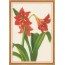 Fleurs d'Amaryllis rouge - carte de voeux