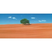 Arbre dans un champ, carte postale photo