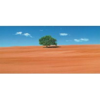 Arbre dans un champ, carte postale photo