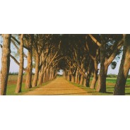 Chemin bordé d'arbres, carte postale photo paysage