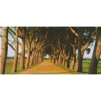 Chemin bordé d'arbres, carte postale photo paysage