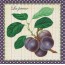 La Poire : carte dessin "naturaliste" de fruits