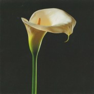 Arum d'Ethipie, carte postale photo artistique