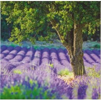 Champ de Lavande, carte postale photo artistique