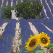 Tournesols et Lavande, carte postale photo artistique