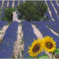 Tournesols et Lavande, carte postale photo artistique