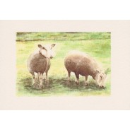 Moutons et brebis, carte reproduction d' aquarelle