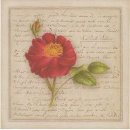 La Belle Sultane, rose en grande carte reproduction d'aquarelle