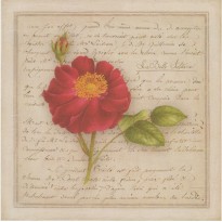 La Belle Sultane, rose en grande carte reproduction d'aquarelle