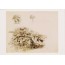 Etude de plantes par Caspar David Friedrich, carte postale d'art