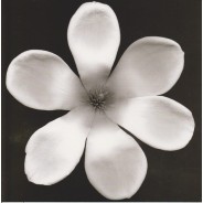 Carte Fleur de Magnolia