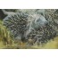 Carte "Le Bonheur le plus doux"