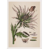 "Chardon", Maanstreudistel de Maria Sibylla Merian