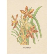Orchidée Tigrée, reproduction de planche botanique
