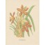 Orchidée Tigrée, reproduction de planche botanique