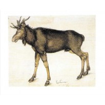 Elan de Albrecht Dürer, carte postale
