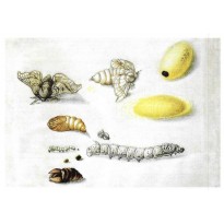 Métamorphose de la Bielle de Soie, carte postale reproduction